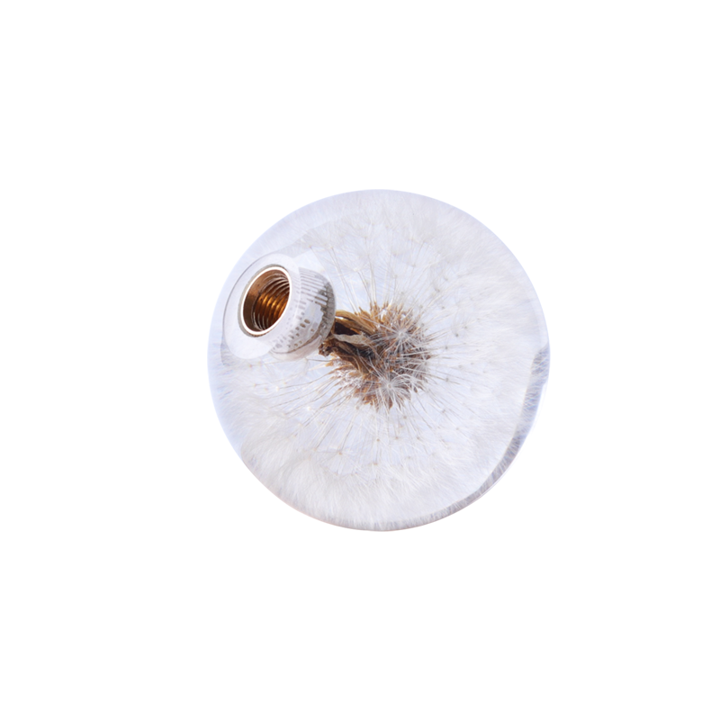 蒲公(gōng)英排擋頭